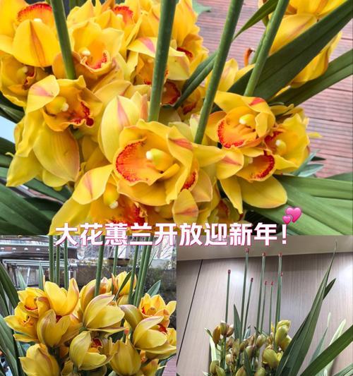 兰花菜花语有哪些含义？如何正确解读？