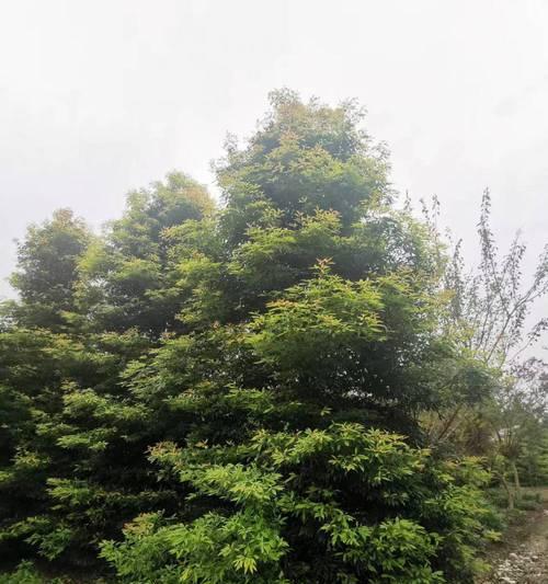 桢楠的花语是什么？如何用桢楠花表达情感？