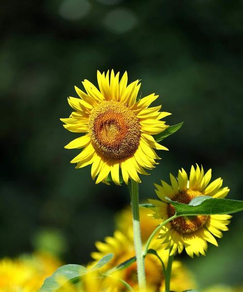 花葵花花语有哪些？花葵花的寓意是什么？