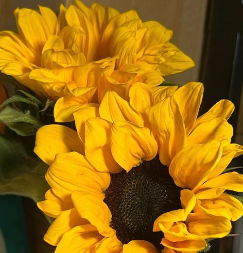 花葵花花语有哪些？花葵花的寓意是什么？