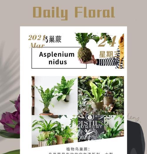 巢蕨的花语是什么？如何用巢蕨花表达爱意？