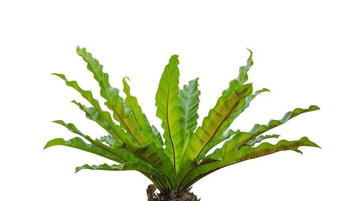 巢蕨的花语是什么？如何用巢蕨花表达爱意？