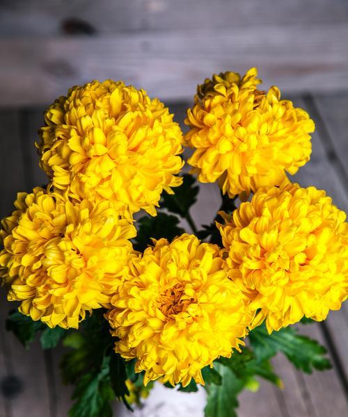 刺玫花花语是什么？如何用刺玫花传递情感？