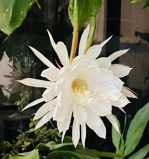 有昙花花语有哪些？昙花一现的寓意是什么？
