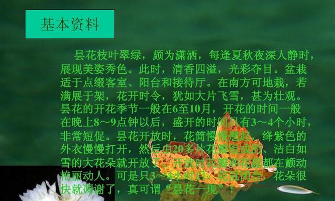有昙花花语有哪些？昙花一现的寓意是什么？