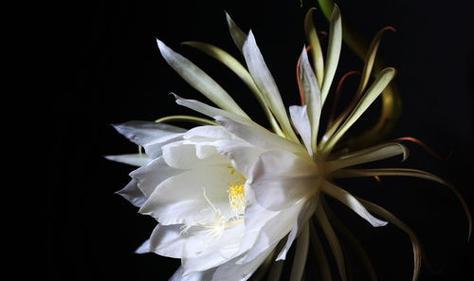 有昙花花语有哪些？昙花一现的寓意是什么？