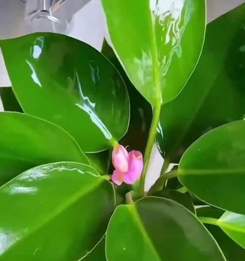金钻花花语代表什么？金钻花的花语有何含义？