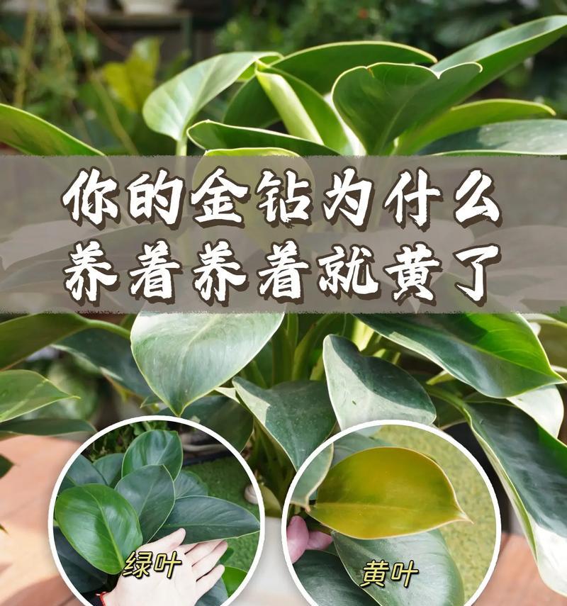 金钻花花语代表什么？金钻花的花语有何含义？
