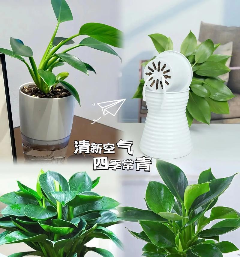金钻花花语代表什么？金钻花的花语有何含义？