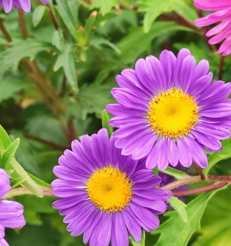 圆菊花花语是什么？圆菊代表了哪些情感？