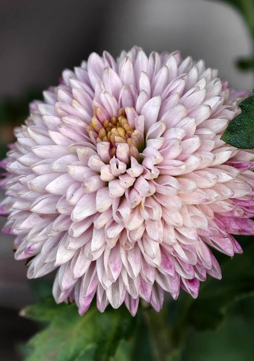 圆菊花花语是什么？圆菊代表了哪些情感？