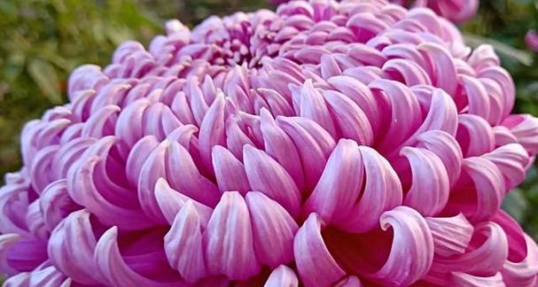 圆菊花花语是什么？圆菊代表了哪些情感？