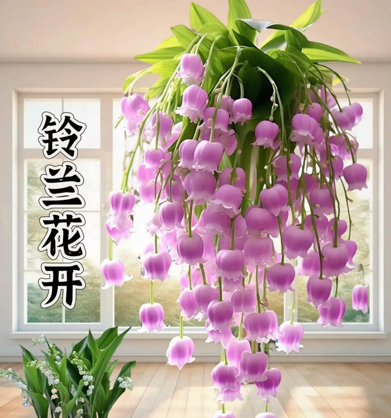 风铃兰花语有哪些含义？如何解读风铃兰的花语？