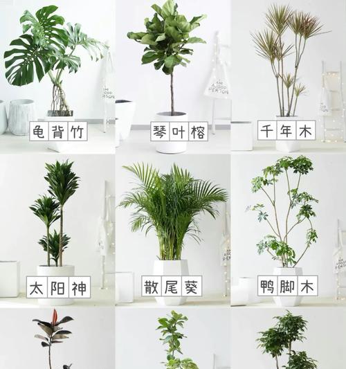 散尾叶花语代表什么？散尾叶的寓意是什么？