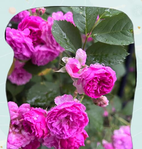 紫愧花花语有何深意？紫愧花代表了哪些情感？
