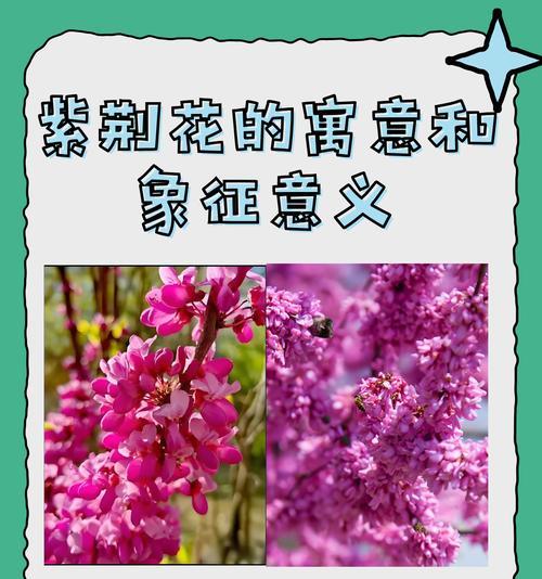 紫愧花花语有何深意？紫愧花代表了哪些情感？
