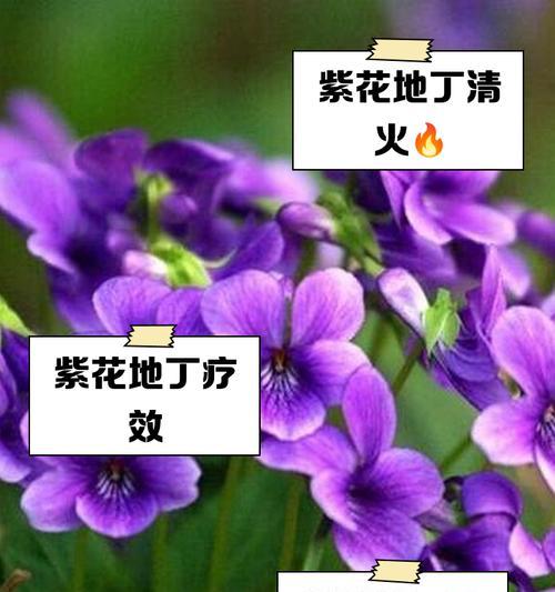 紫愧花花语有何深意？紫愧花代表了哪些情感？