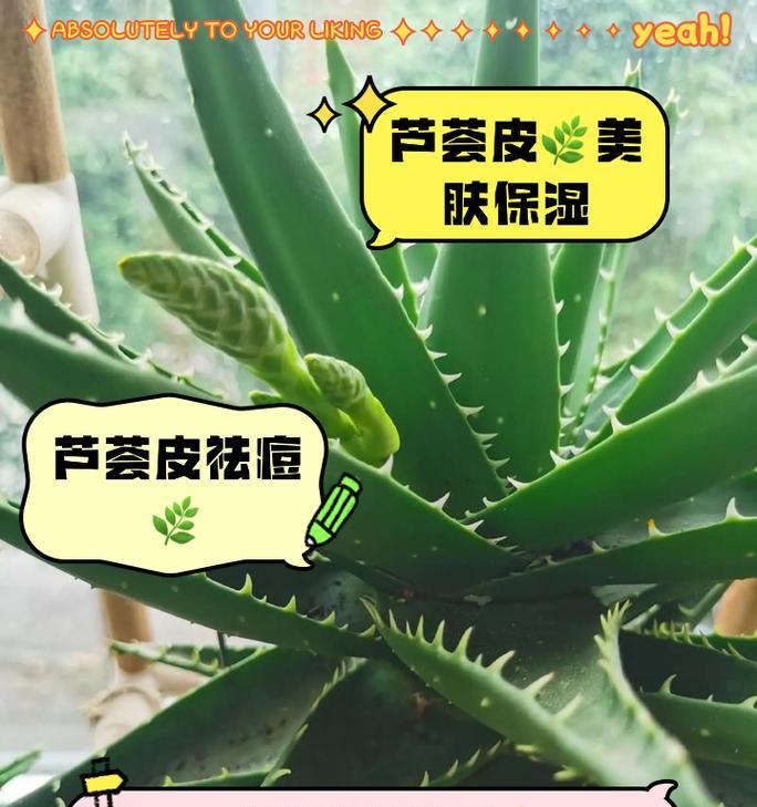 卢会的花语是什么？卢会象征着什么？