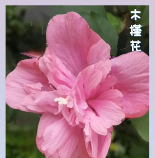 草绵花花语是什么意思？草绵花象征着什么？