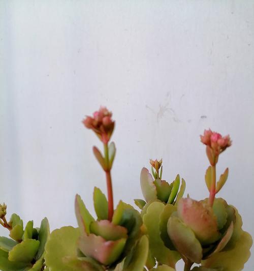 草绵花花语是什么意思？草绵花象征着什么？