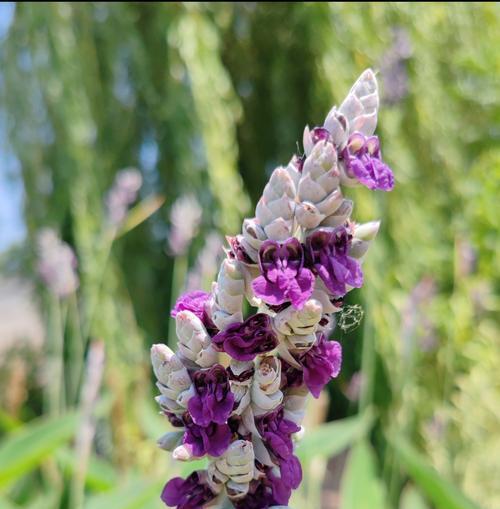 草绵花花语是什么意思？草绵花象征着什么？