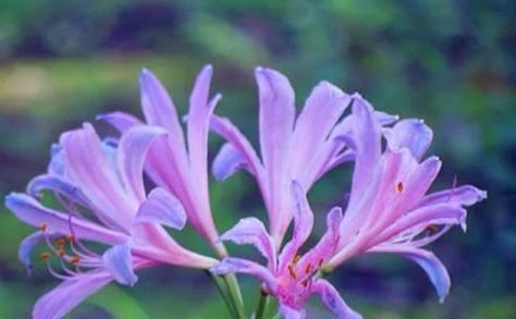 紫作的花语是什么？紫作象征着什么？