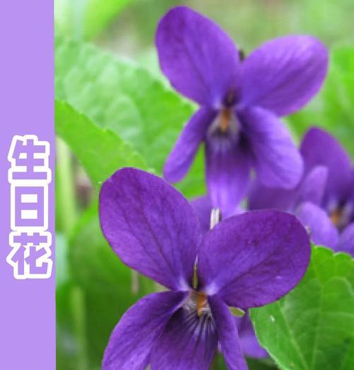 紫作的花语是什么？紫作象征着什么？