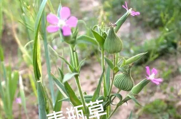 麦瓶草花语代表什么？麦瓶草的寓意是什么？