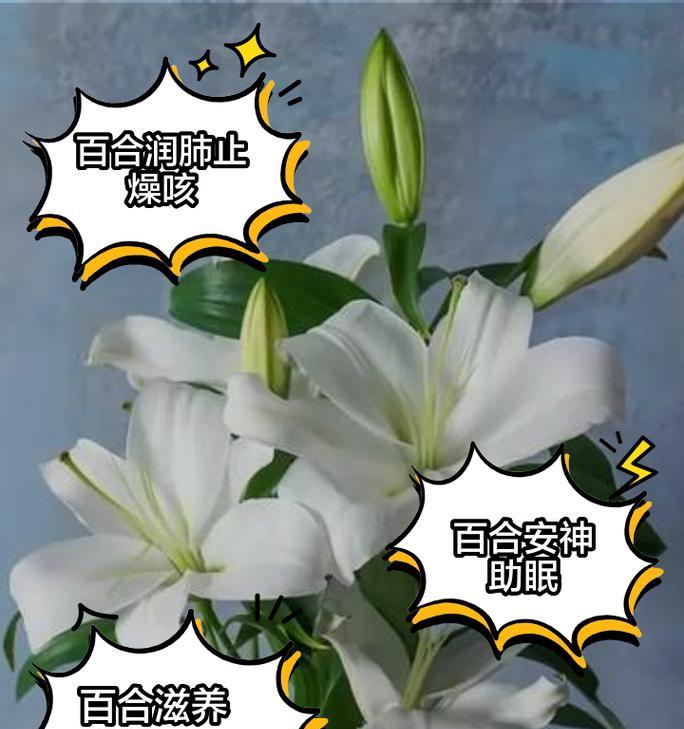 百合好花语代表什么？百合好象征了哪些情感？