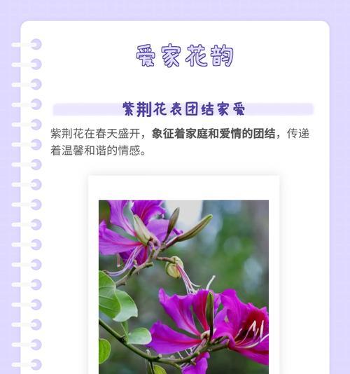 泠鸢尾花语有何深意？泠鸢尾代表了哪些情感？