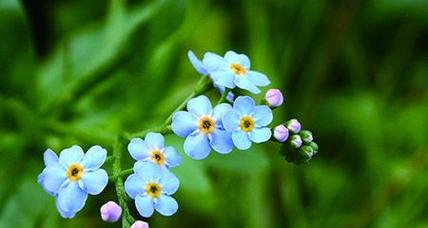 花语小百科是什么？花语小百科提供了哪些信息？