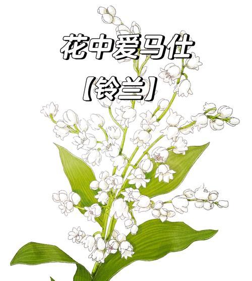 花语小百科是什么？花语小百科提供了哪些信息？