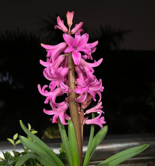 花语小百科是什么？花语小百科提供了哪些信息？