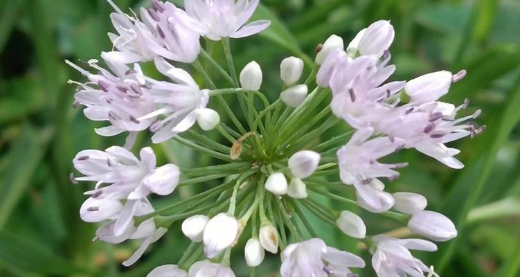 三棱葱花语是什么意思？三棱葱象征着什么？