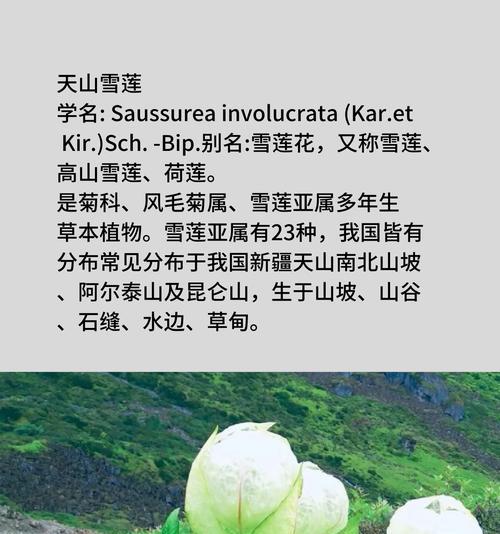 香雪莲花语是什么？如何用香雪莲花表达情感？