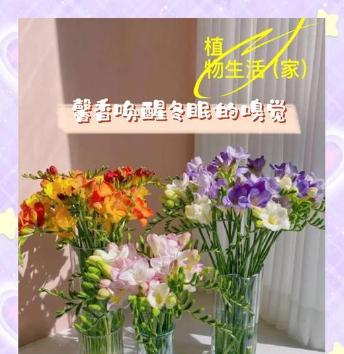 香雪莲花语是什么？如何用香雪莲花表达情感？