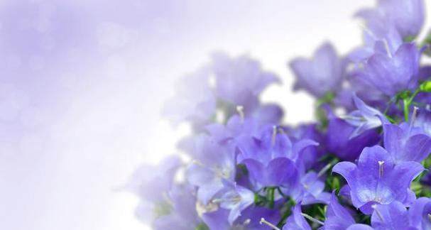 蓝白花的花语有哪些？蓝白花代表什么意义？