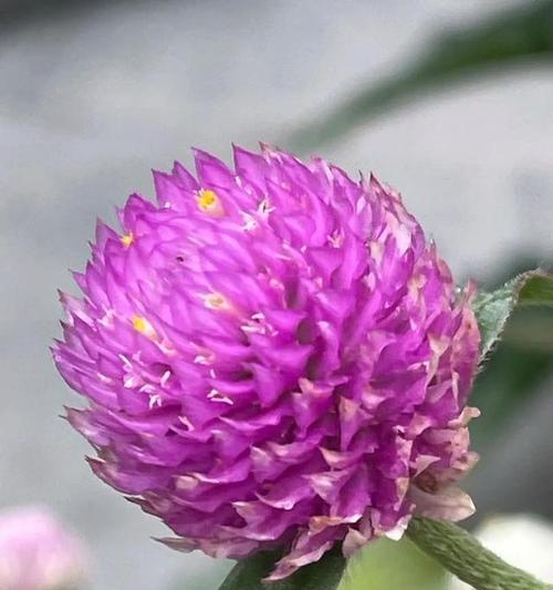 千年红花语是什么意思？千年红花象征着什么？
