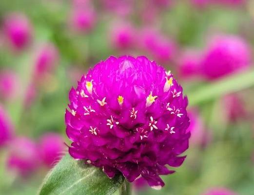 千年红花语是什么意思？千年红花象征着什么？