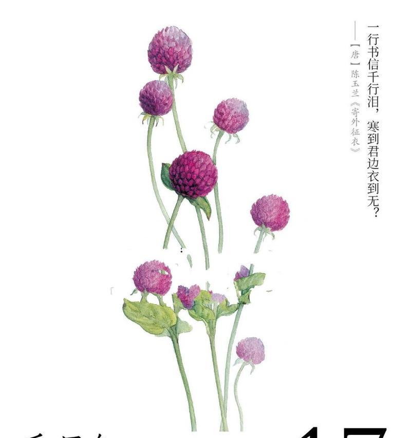 千年红花语是什么意思？千年红花象征着什么？