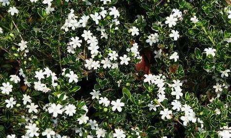 六月霜花语是什么？六月霜花象征着什么？