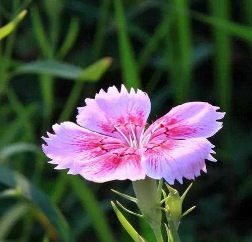 白石竹花语是什么？白石竹花代表什么意义？