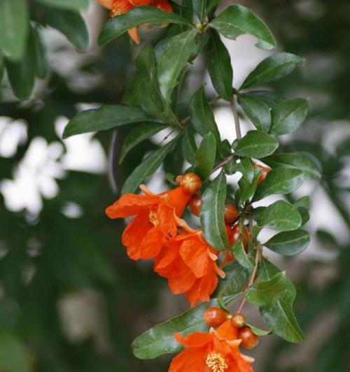 花石榴花语有哪些？花石榴花象征着什么？