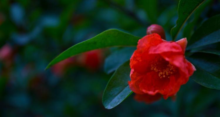 花石榴花语有哪些？花石榴花象征着什么？