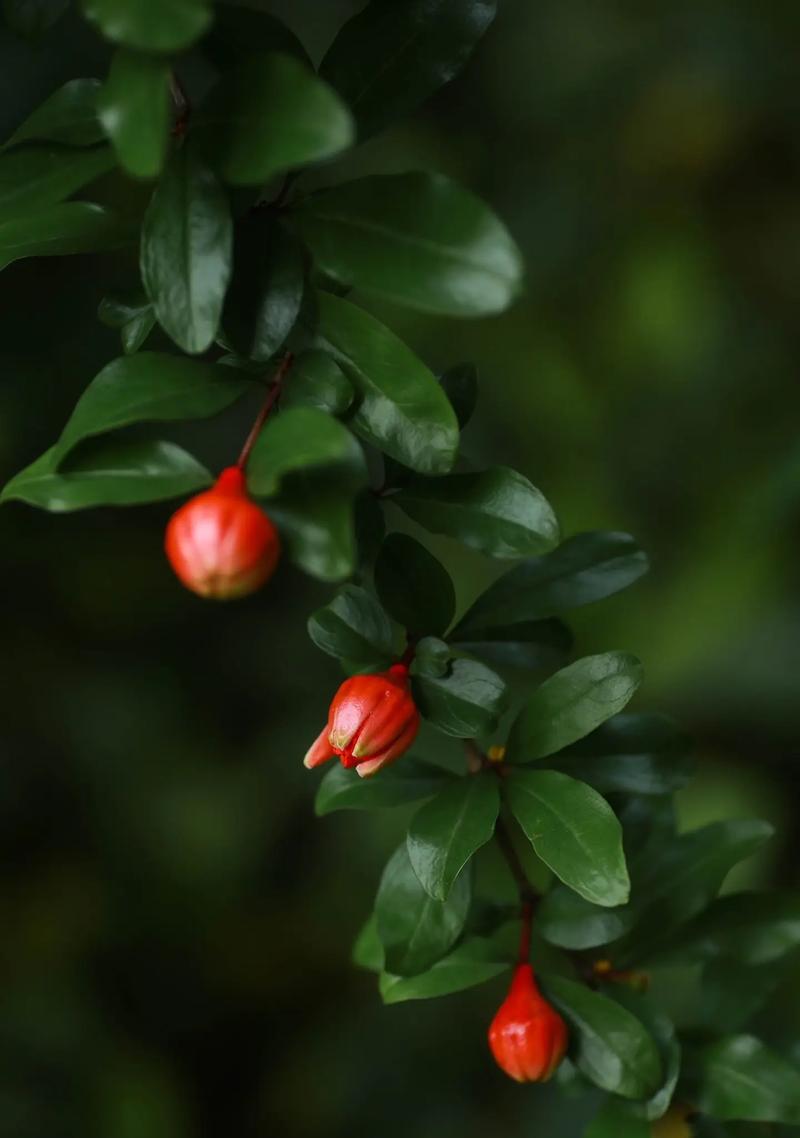 花石榴花语有哪些？花石榴花象征着什么？