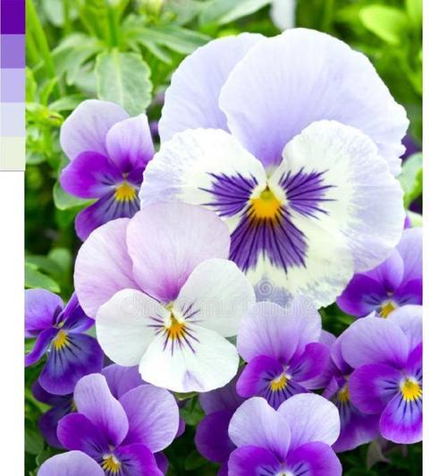 三色瑾花语是什么？三色瑾花象征着什么？