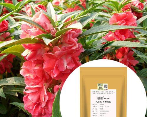 万年草花语是什么意思？万年草花象征着什么？