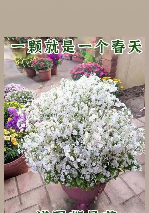 万年草花语是什么意思？万年草花象征着什么？