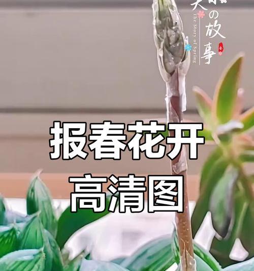 箭报春花语是什么？箭报春花象征着什么？