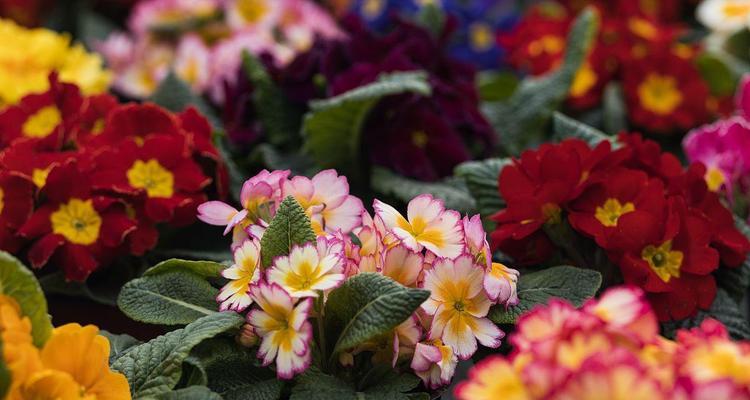 箭报春花语是什么？箭报春花象征着什么？